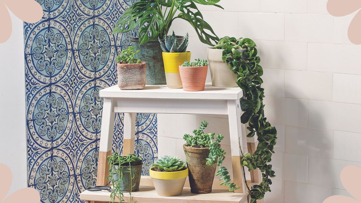 Where to buy plants online: the best retailers for adding greenery to your growing collection