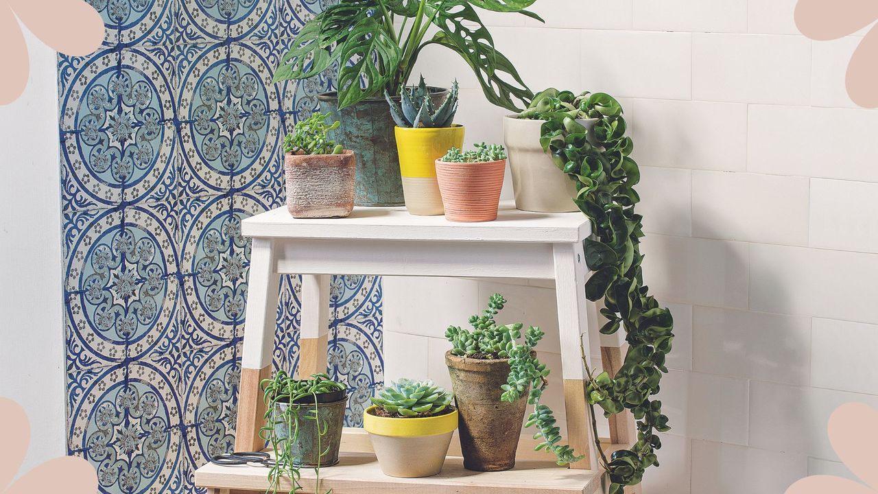  picture of various houseplants on a decorative stool to support our expert on where to buy plants online