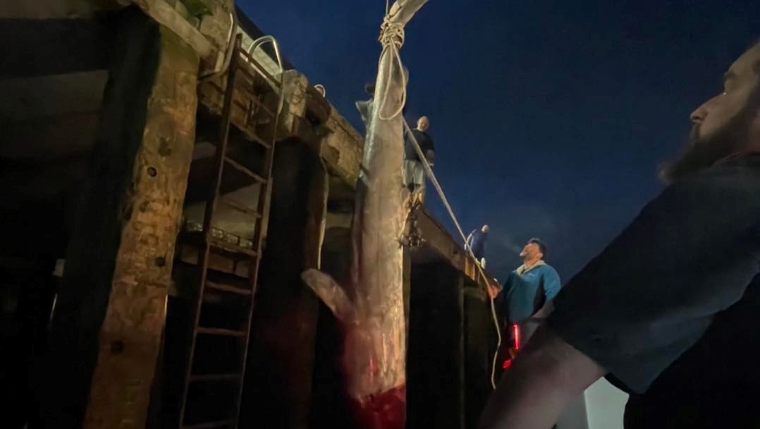 The Greenland shark after it was recovered by Mermaid Pleasure Trips, Penzance.