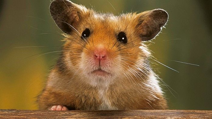 5 hamster breeds which furry friend is right for you  PetsRadar 