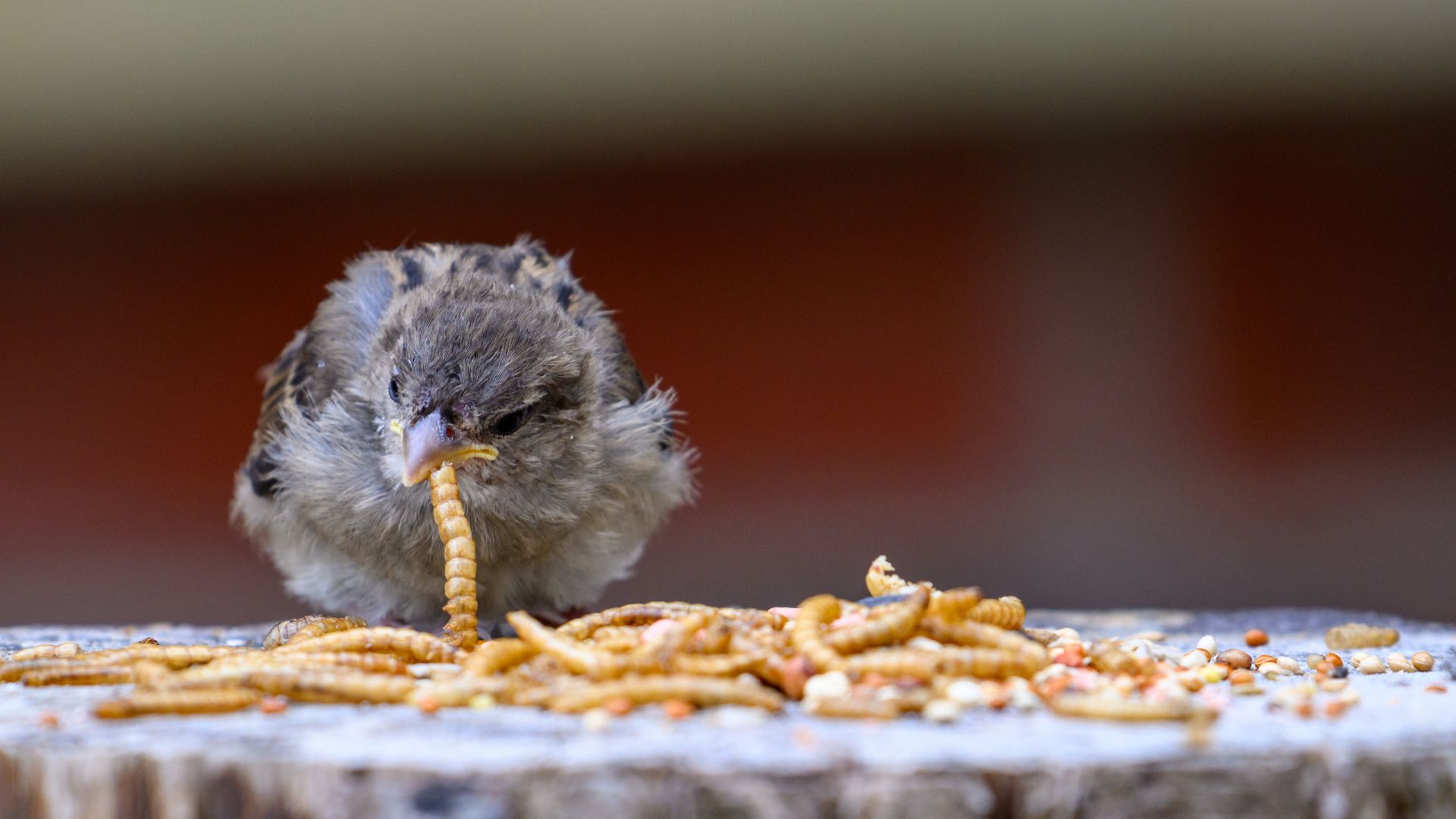 picture of baby sparrow eating mealworms from a flat top bird table