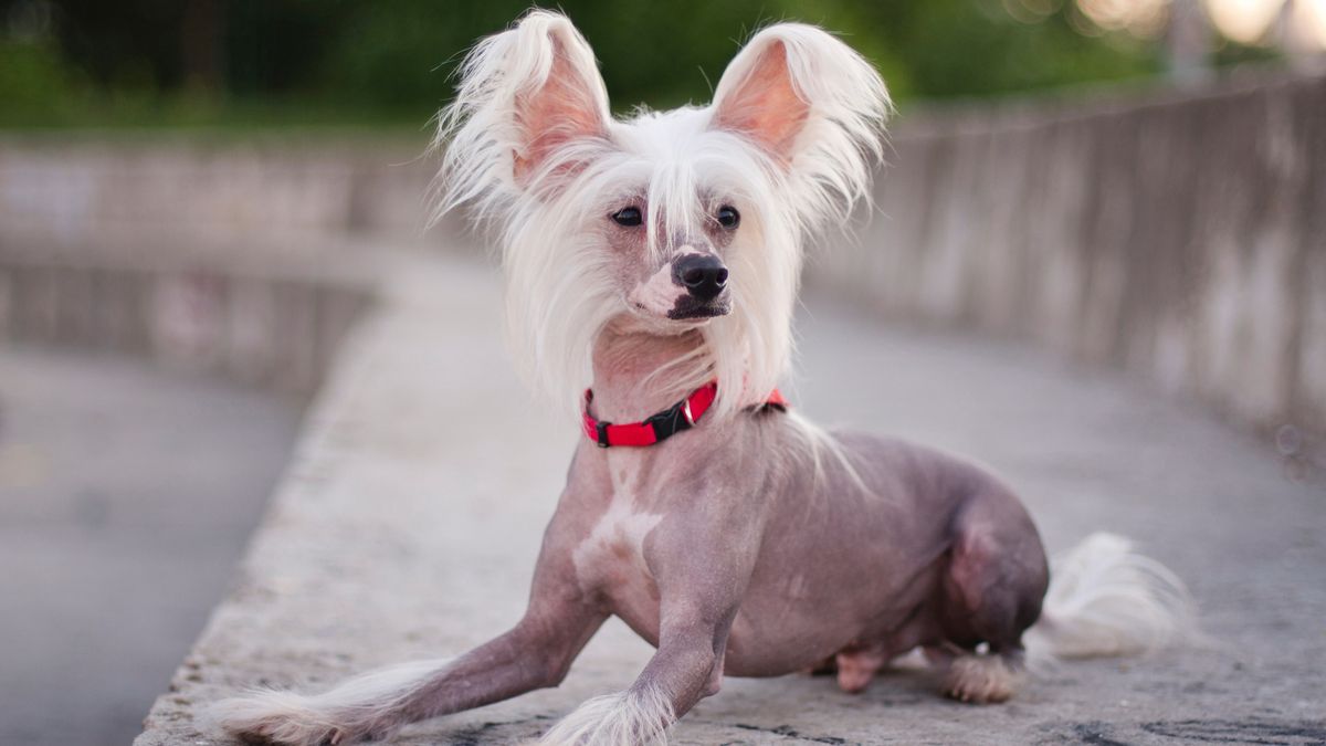 ‘Britain’s ugliest dog’ gets role in Deadpool & Wolverine alongside Hollywood A-listers