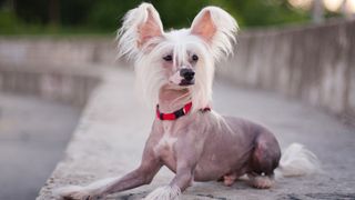 Chinese Crested dog