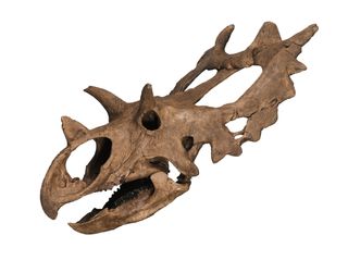 A cast of the reconstructed skull of Spiclypeus shipporum shows the sideways-oriented horns and the spikes on its neck frill.