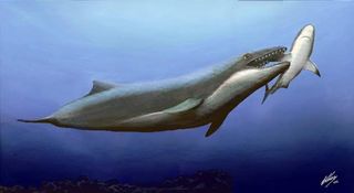 This ancient whale, extinct 25 million years, was a vicious hunter, scientists figure. Though likely an ancestor of modern baleen whales, gentle giants of today’s seas this beast had monstrous teeth and huge eyes thought to have been good for hunting.
