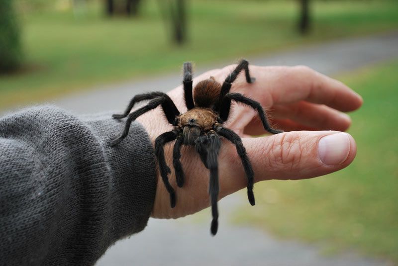 A hand holding a tarantula.