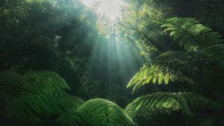 a tropical rainforest with tall trees and a gap in the canopy where the sun is coming through