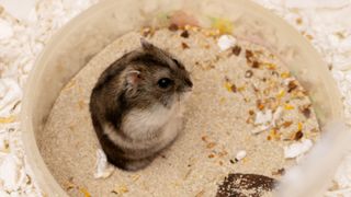 Hamster using sand bath