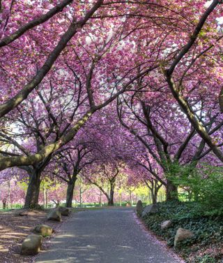 Brooklyn Botanic Garden in New York with lots of blossom trees in flower