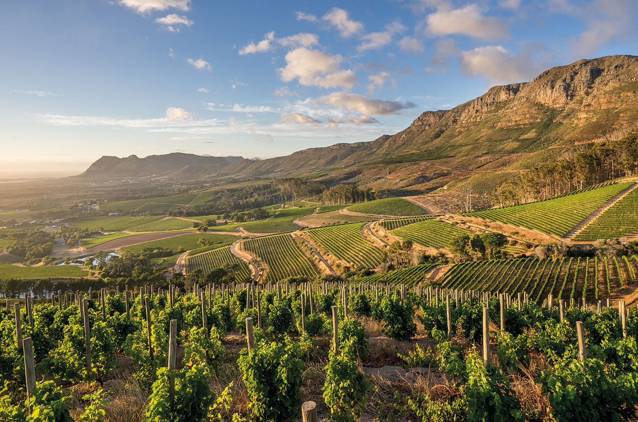 South African Sauvignon Blanc