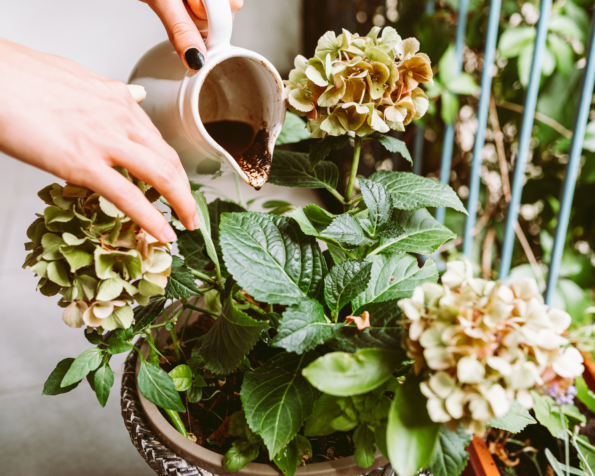 Woman pouring coffee on hydrangea