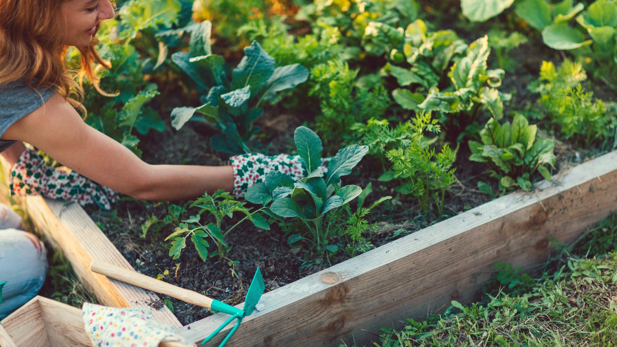 Woman planting vegetable garden