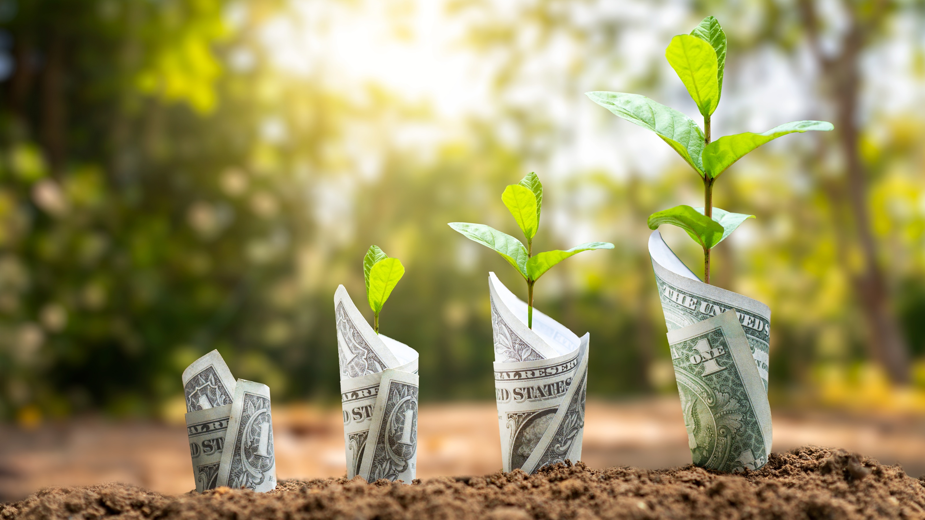 Dollar bills seem to grow out of the dirt with new trees.