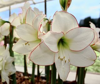 Picotee amaryllis plants with white flowers