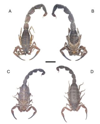 Detailed photos of the scorpions body.