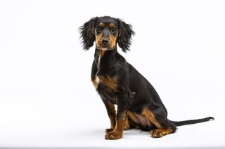 Pet Puppy Dog Photography