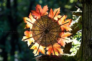 Environmental art using a Norwegian maple to showcase the colors of fall.