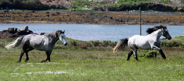 Evenos and Echo my two new Island ponies that I shall be atempting to back completly at liberty on the island