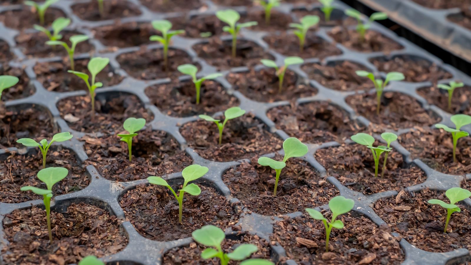 Discover some of the best plants to sow in December