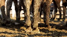 2BWD7XH Horse legs on wet ground. Muddy animals detail inside fence.