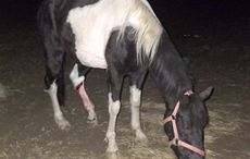 dumped-horse-RIMG0027.jpg