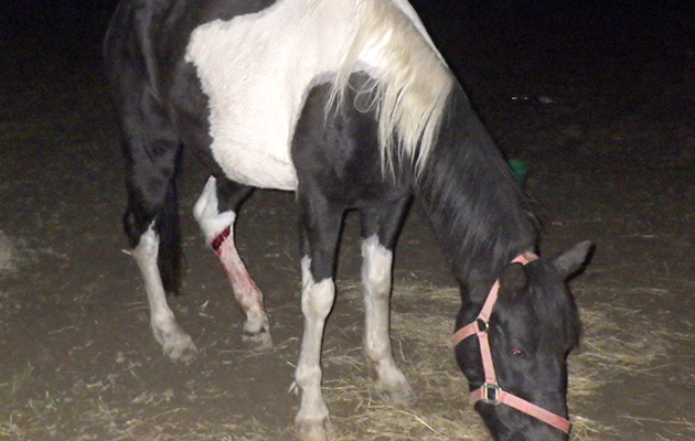 dumped-horse-RIMG0027.jpg