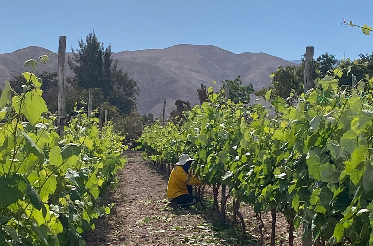 A worker picking grapes in a vineyard in Peru with a blue sky