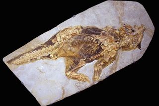 The well-preserved Psittacosaurus fossil.