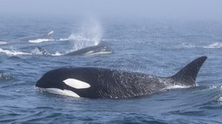 Transient killer whales swim around one of the humpbacks.