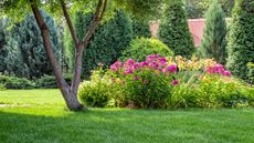green lawn, tree and flowers in garden