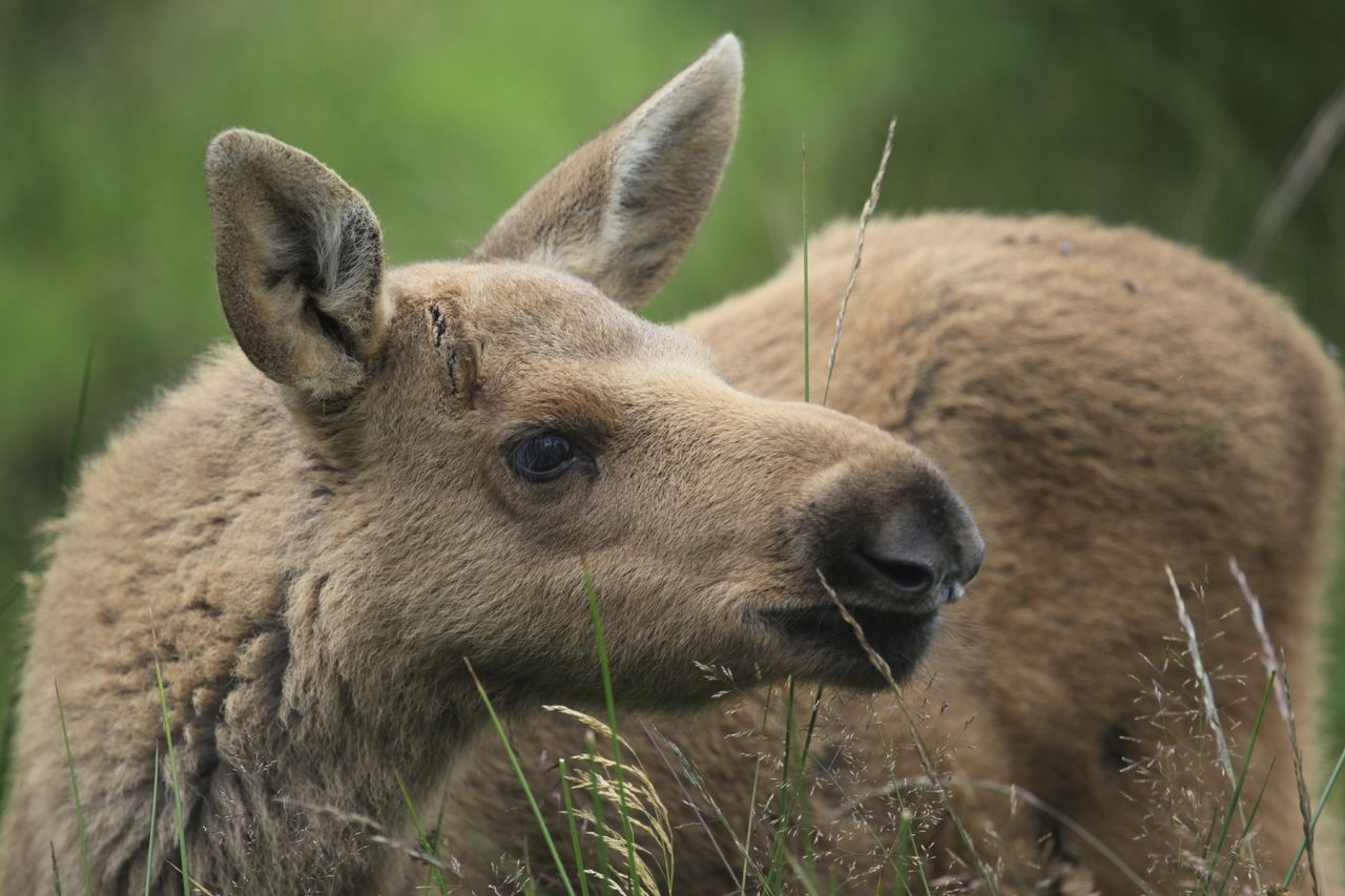 Baby moose is born in a parking lot in Alaska. 