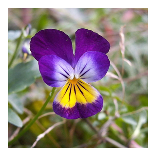 A close-up of a viola flower