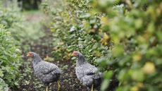 Two black and white Sussex chickens in a flowerbed