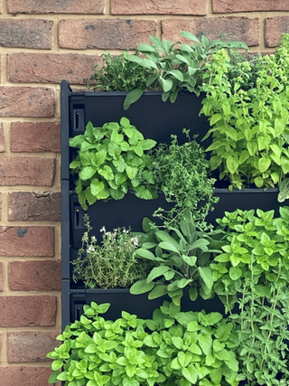 A vertical herb garden against a wall