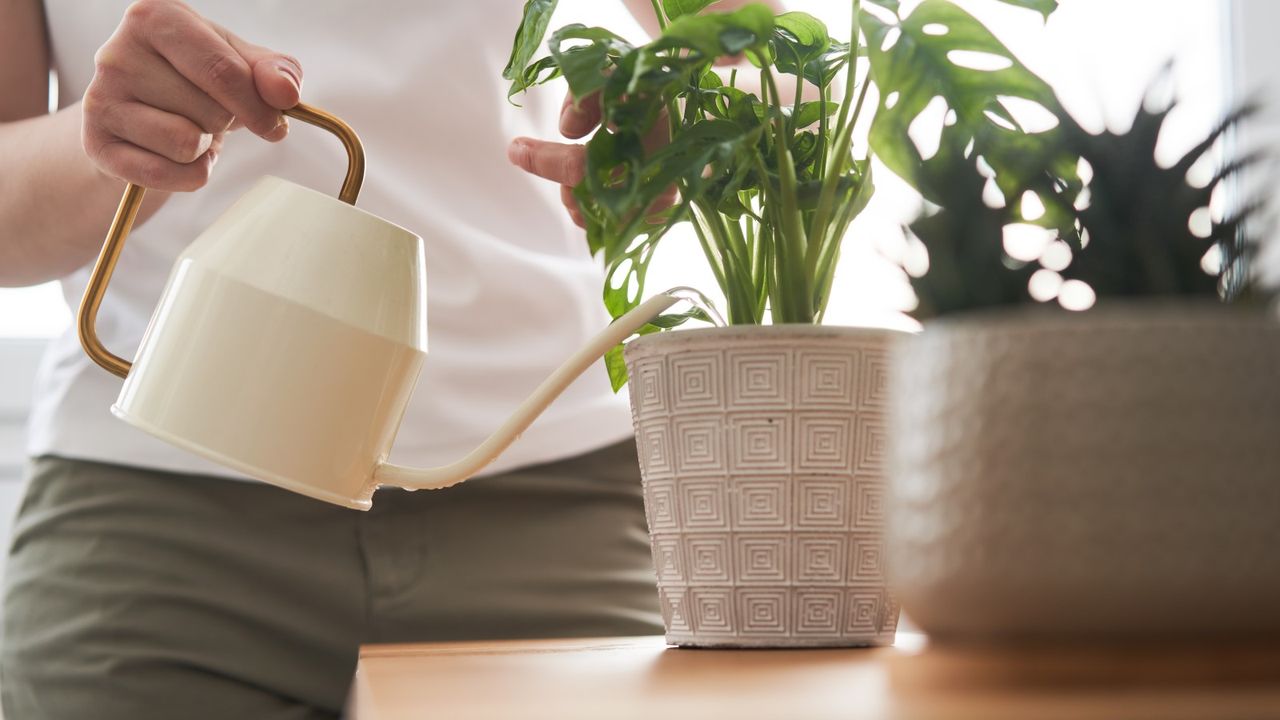 Watering a houseplant from above