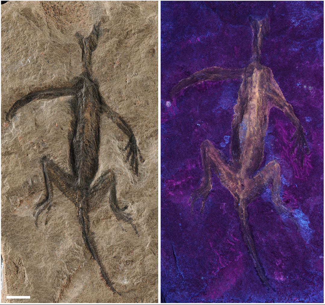 A fake fossil of a lizard next to the painted piece under UV light.