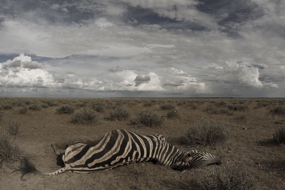 A partially scavenged zebra carcass that died after becoming infected with the anthrax bacterium in Africa.