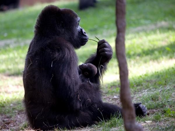 kudzoo-baby-gorilla_-1-110513