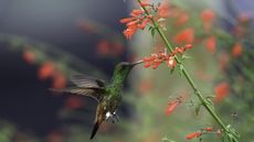 Hummingbird feeding on the nectar of a firecracker plant