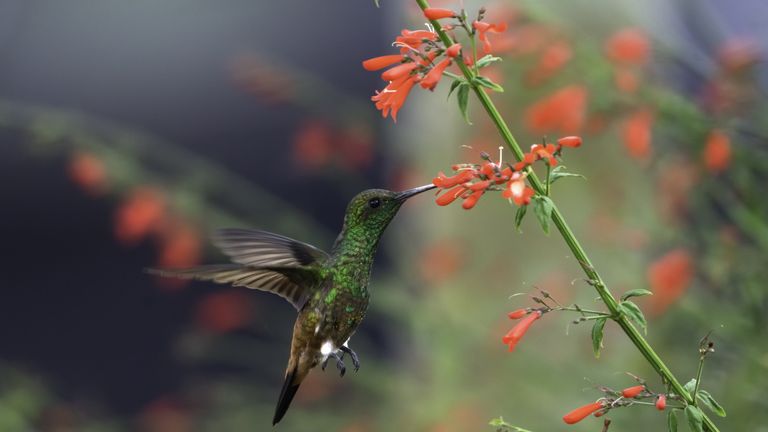 Native spring flowers to attract hummingbirds & pollinators | Homes ...