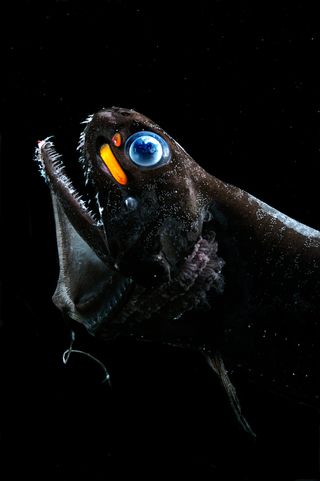 dragon fish, vidion, photophores