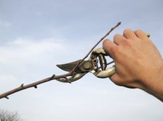 Pruning Of A Tree Branch