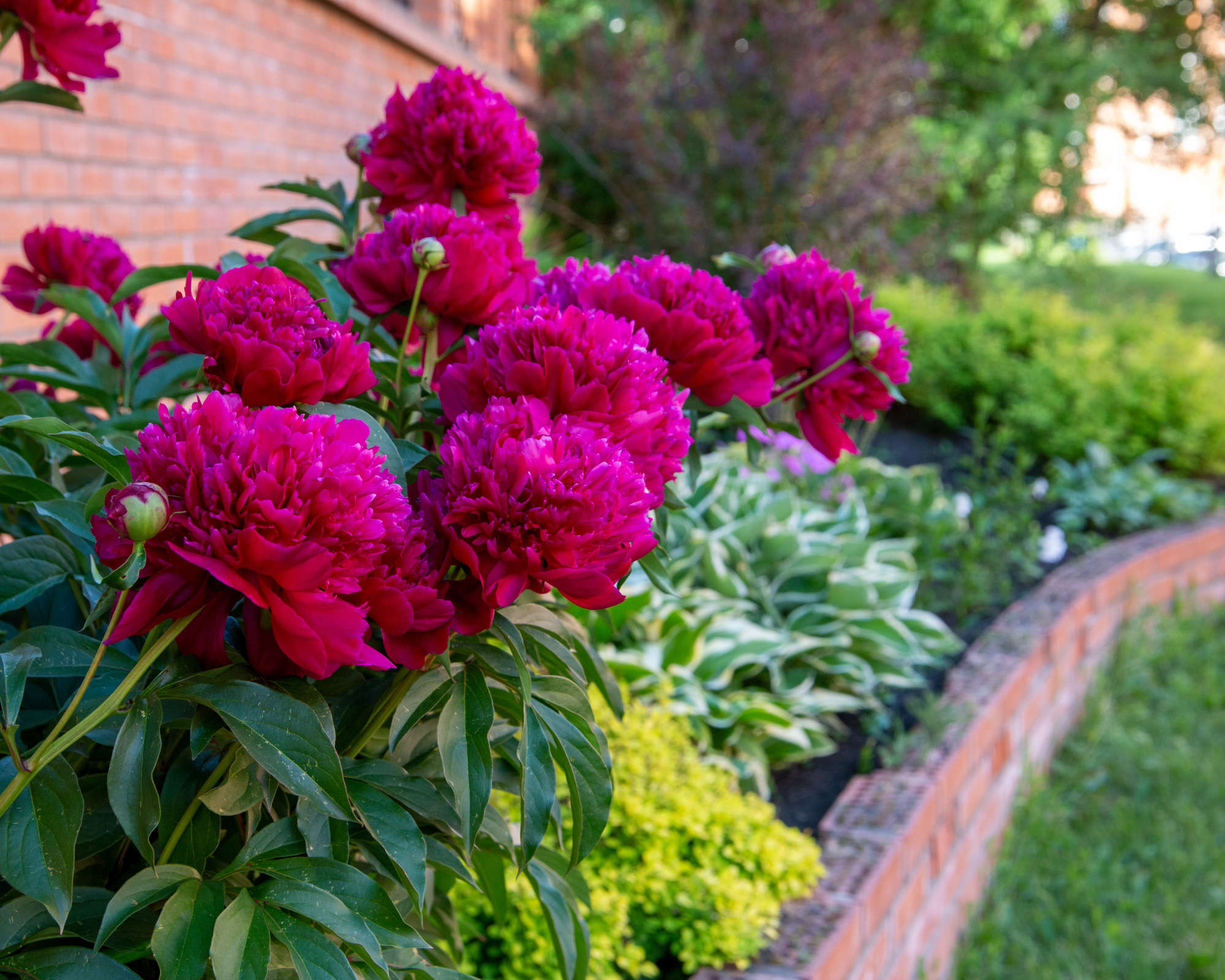 Lush burgundy peonies among other perennials in a flower bed.