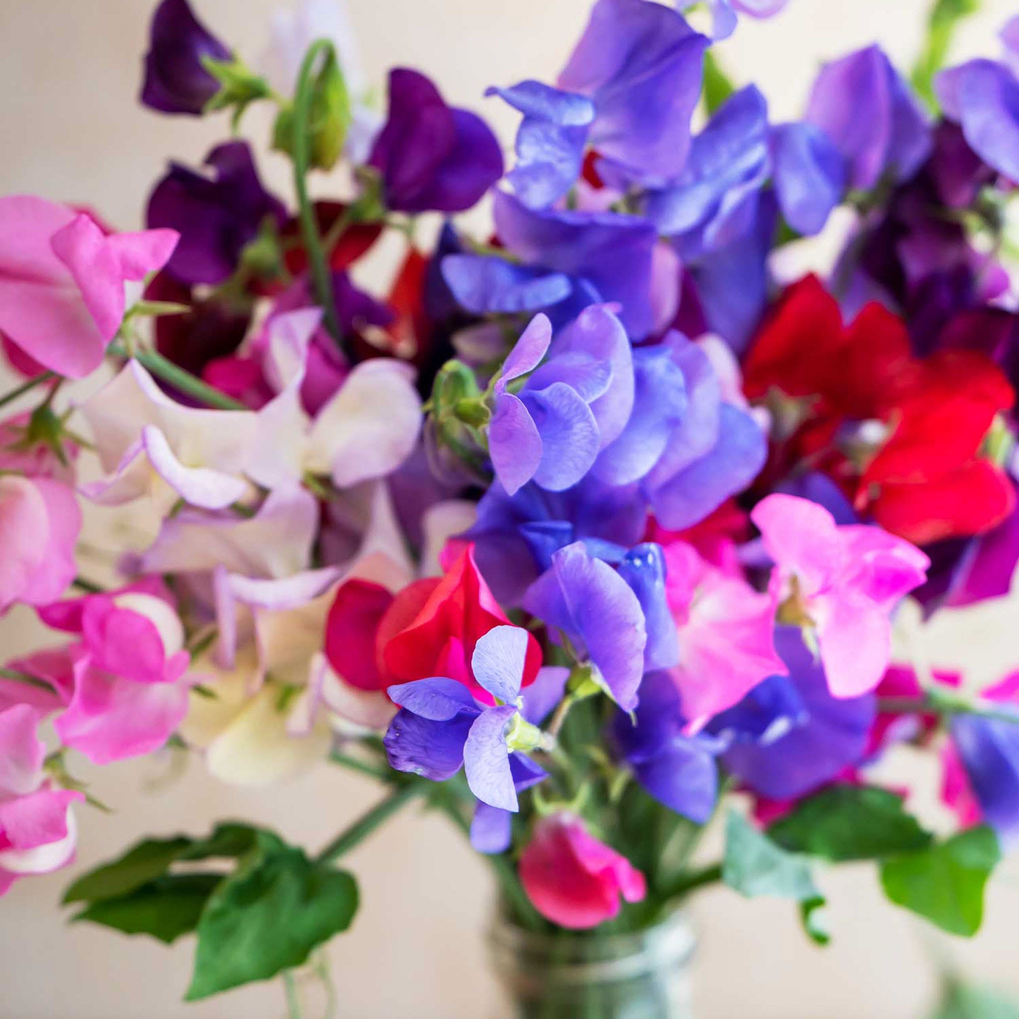 Sweet Dreams Mix Sweet Pea Seeds