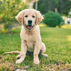 dog sitting in backyard with lawn and trees
