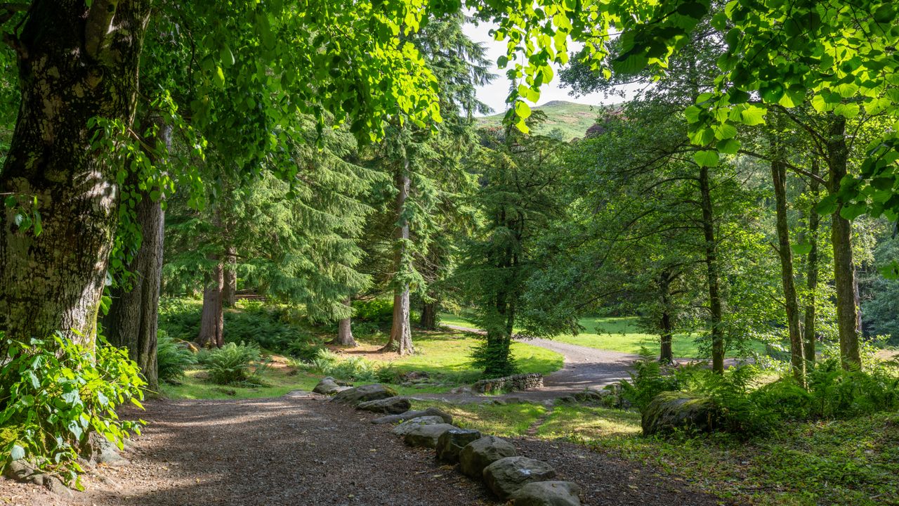 woodland walk on a sunny day