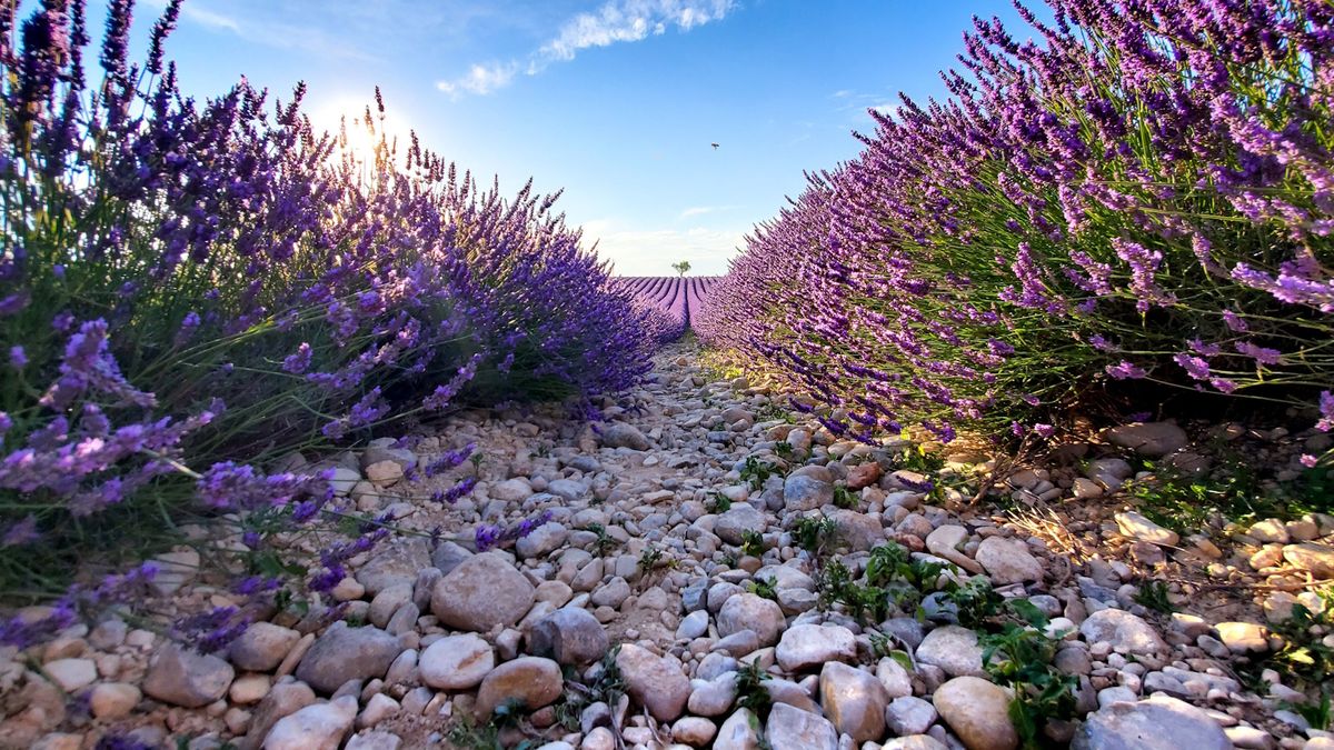 Add months of color and scent to your garden with lavender landscaping