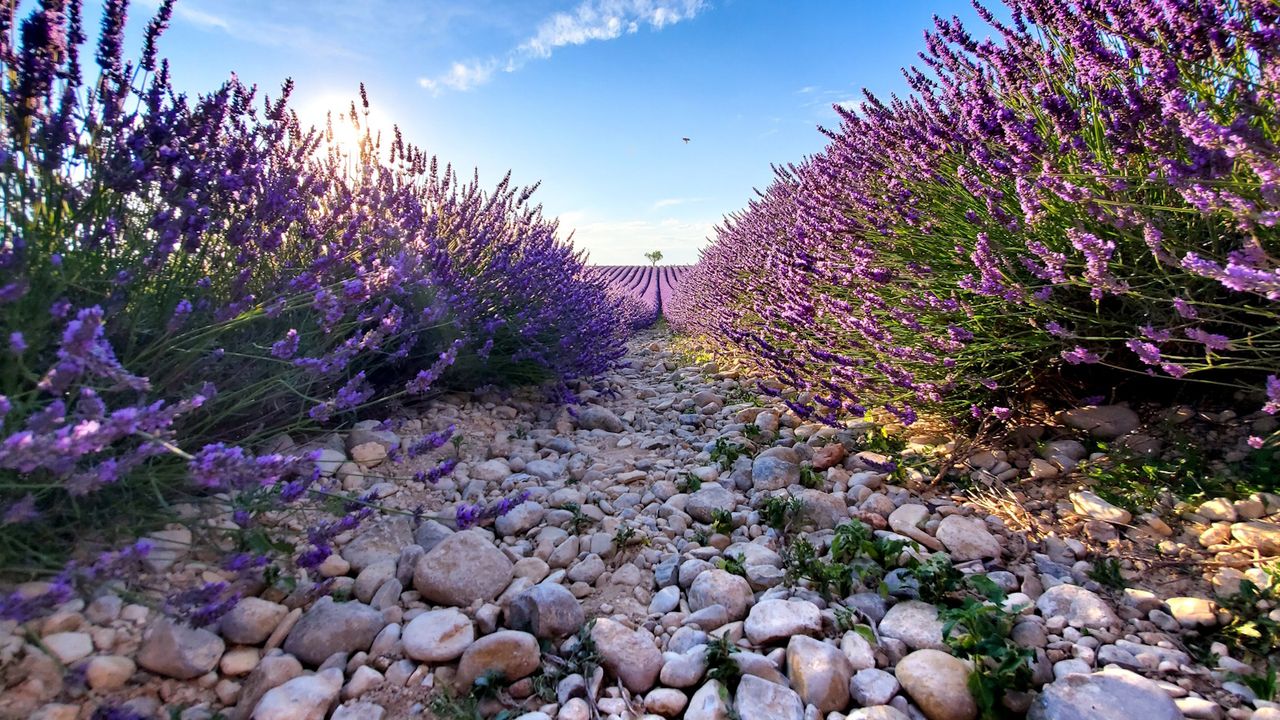 Landscaping with lavender: 15 ways to use this classic shrub | Homes ...