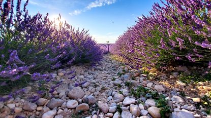 Low-angle view of a rocky path surrounded by beautiful lavender flowers