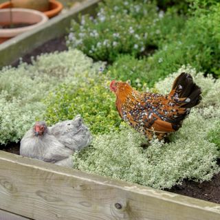 Chickens in a vegetable patch
